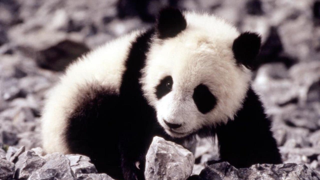 Szene aus Little Panda