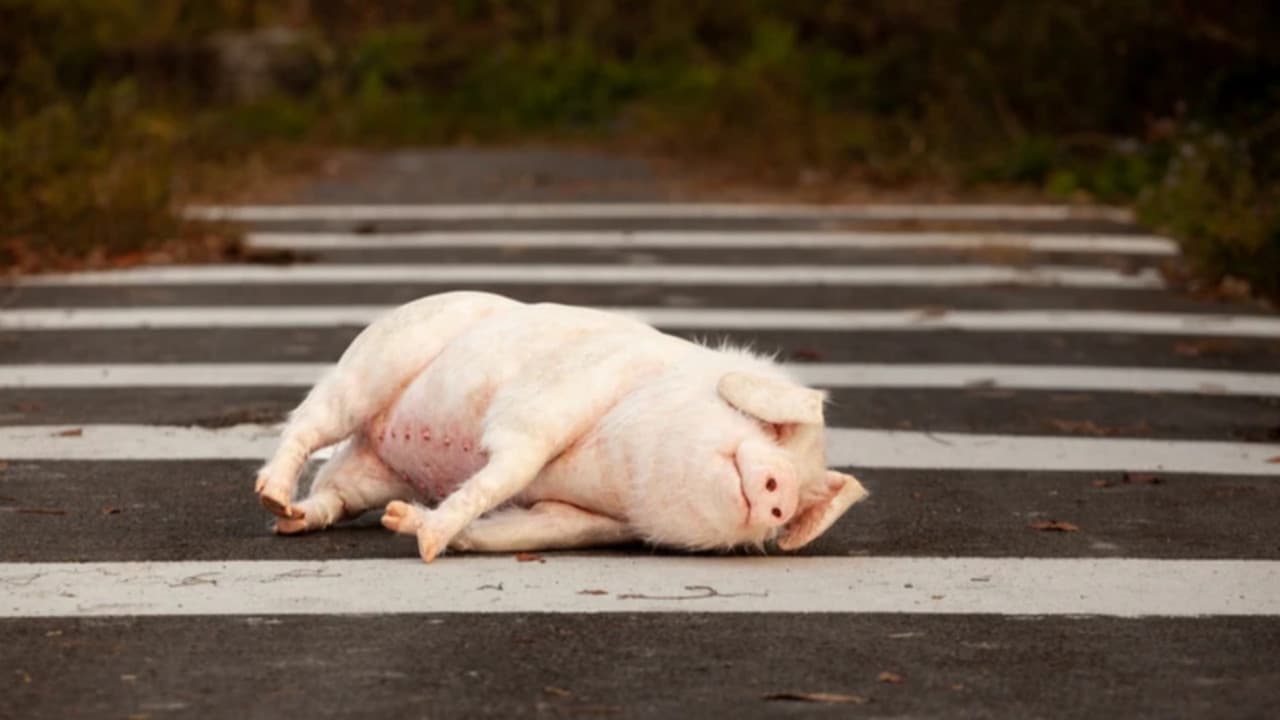 Szene aus Pig at the Crossing