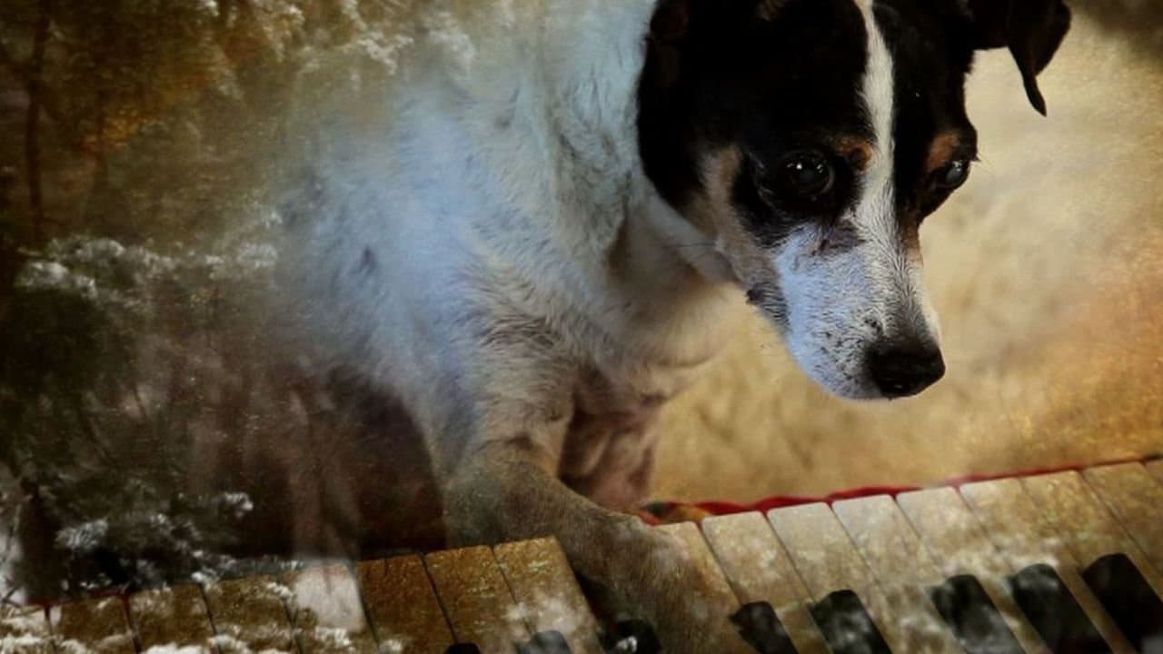 Szene aus Heart of a Dog