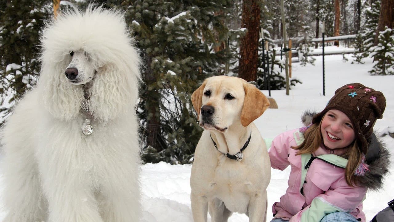 Szene aus Ein Hund rettet Weihnachten