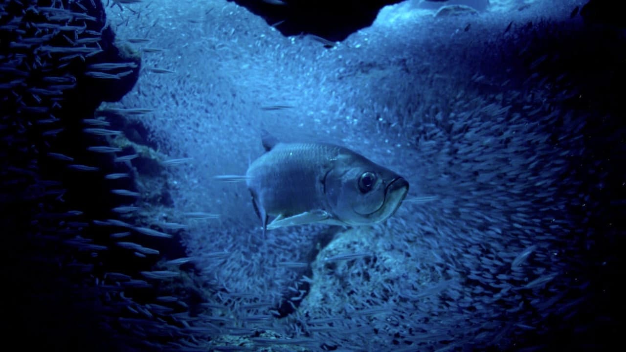 Szene aus Atlantic: The Wildest Ocean on Earth