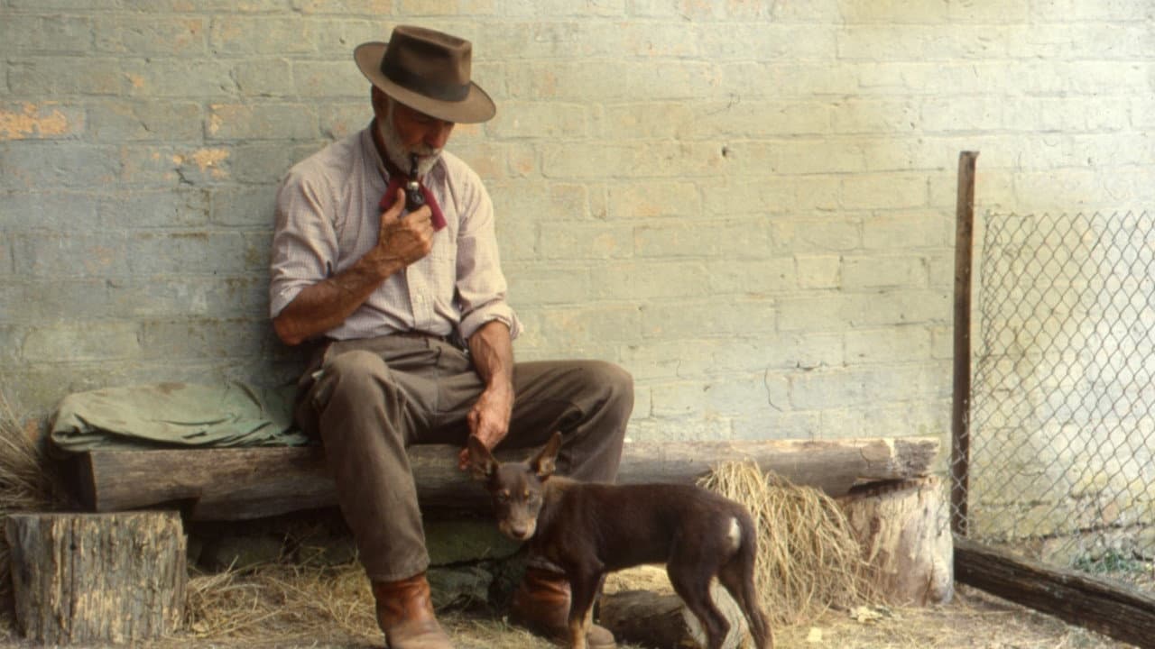 Szene aus Dusty, der Wüstenhund