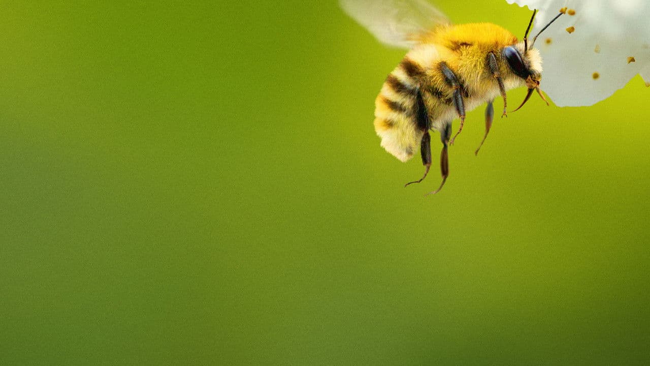 Szene aus Secrets of the Bees