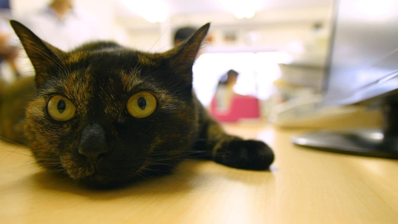 Szene aus Cat Nation