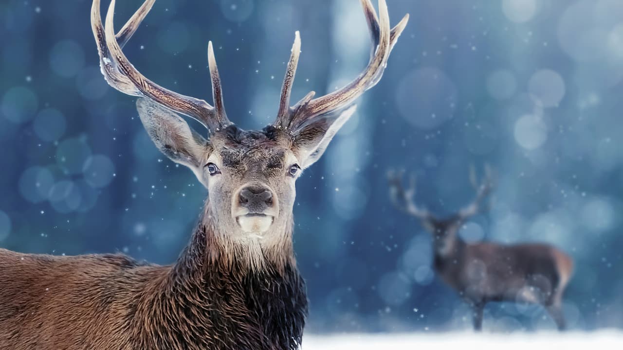 Szene aus Tiere im ewigen Eis