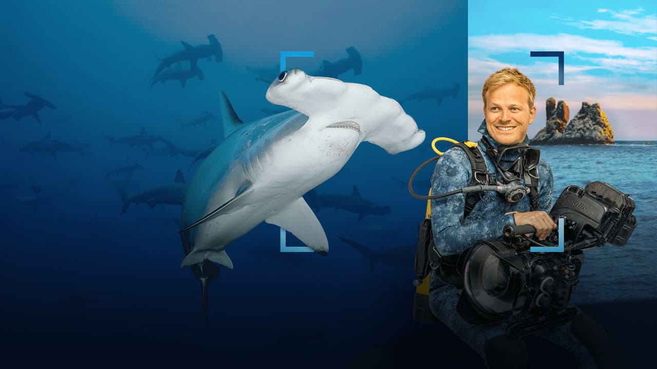 Szene aus Hammerhead Sharks Up Close with Bertie Gregory