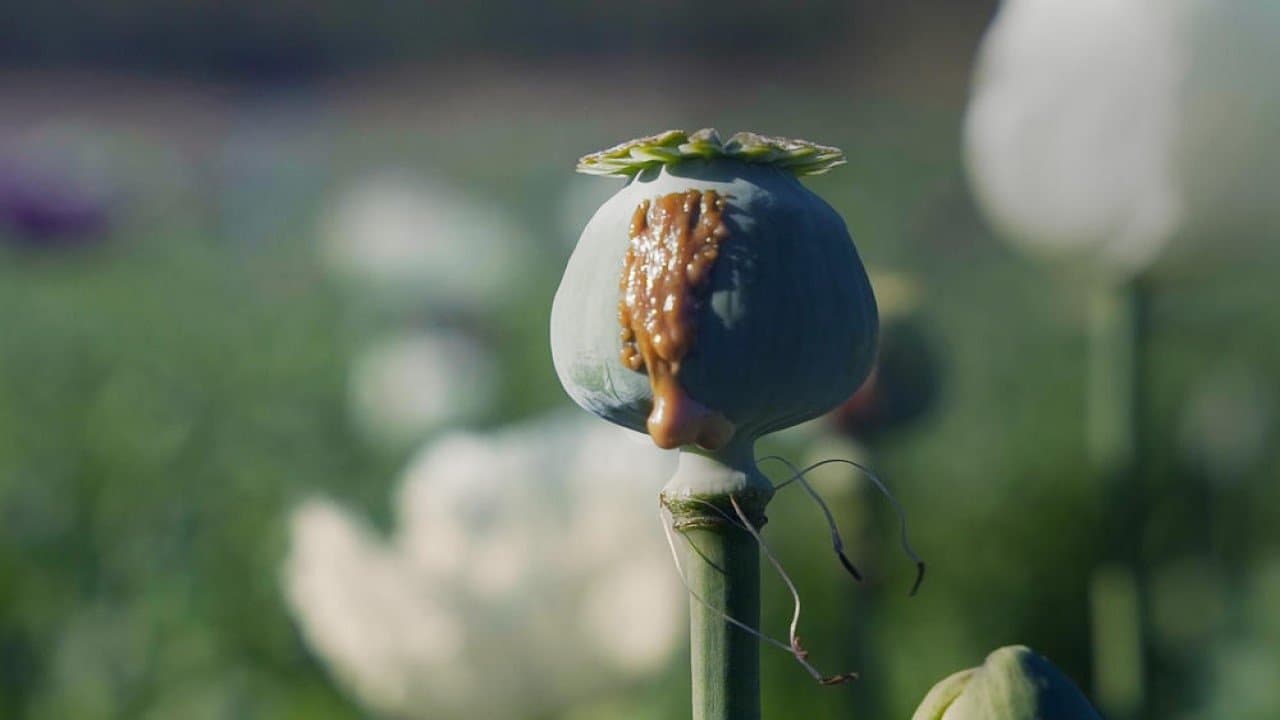 Szene aus Der große Rausch