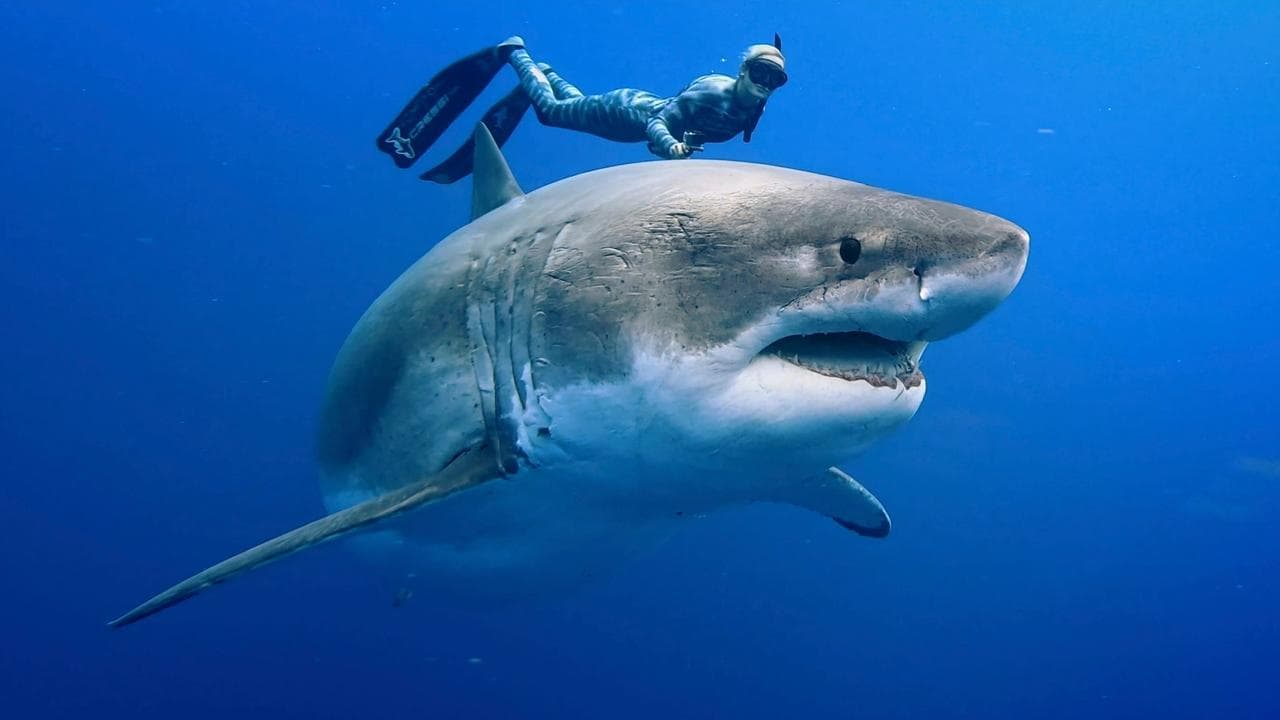 Szene aus Envoy: Shark Cull