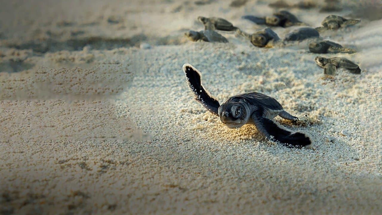 Szene aus Unglaubliche Tierwanderungen