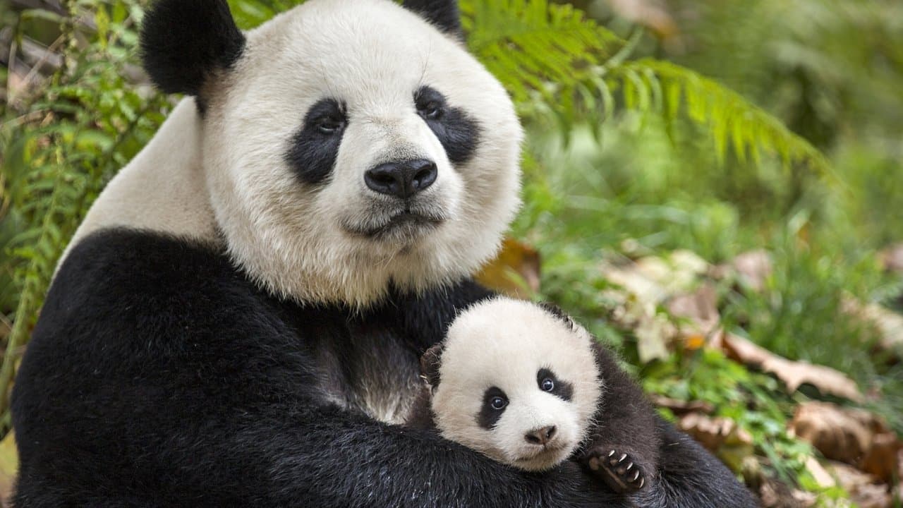 Szene aus Born in China
