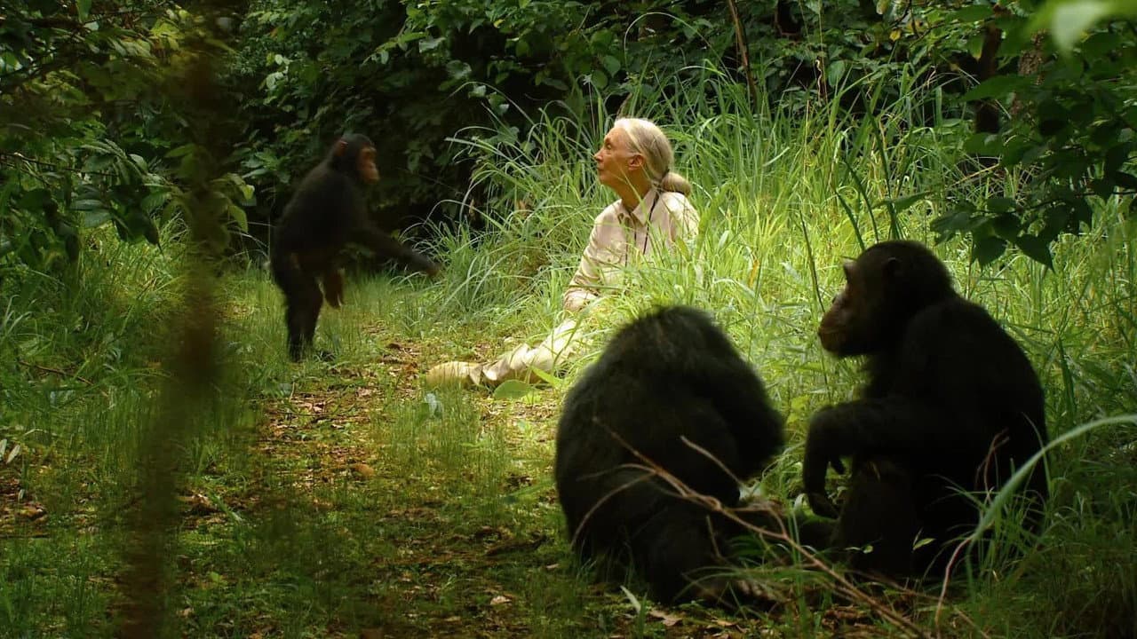 Szene aus Jane's Journey - Die Lebensreise der Jane Goodall