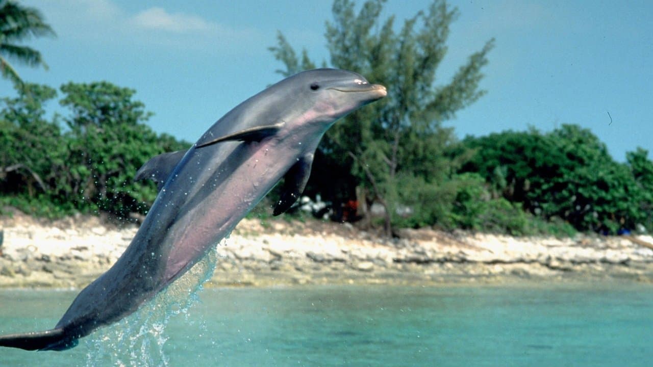 Szene aus Flipper