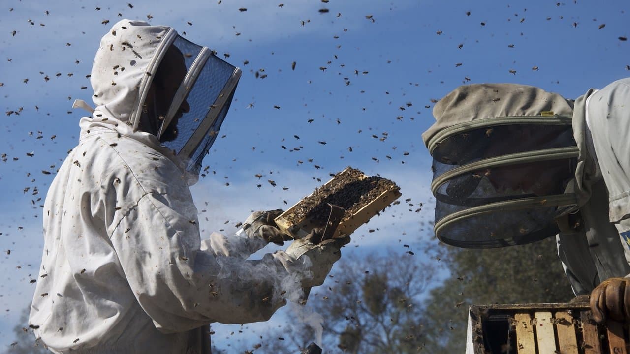 Szene aus More than Honey - Bitterer Honig