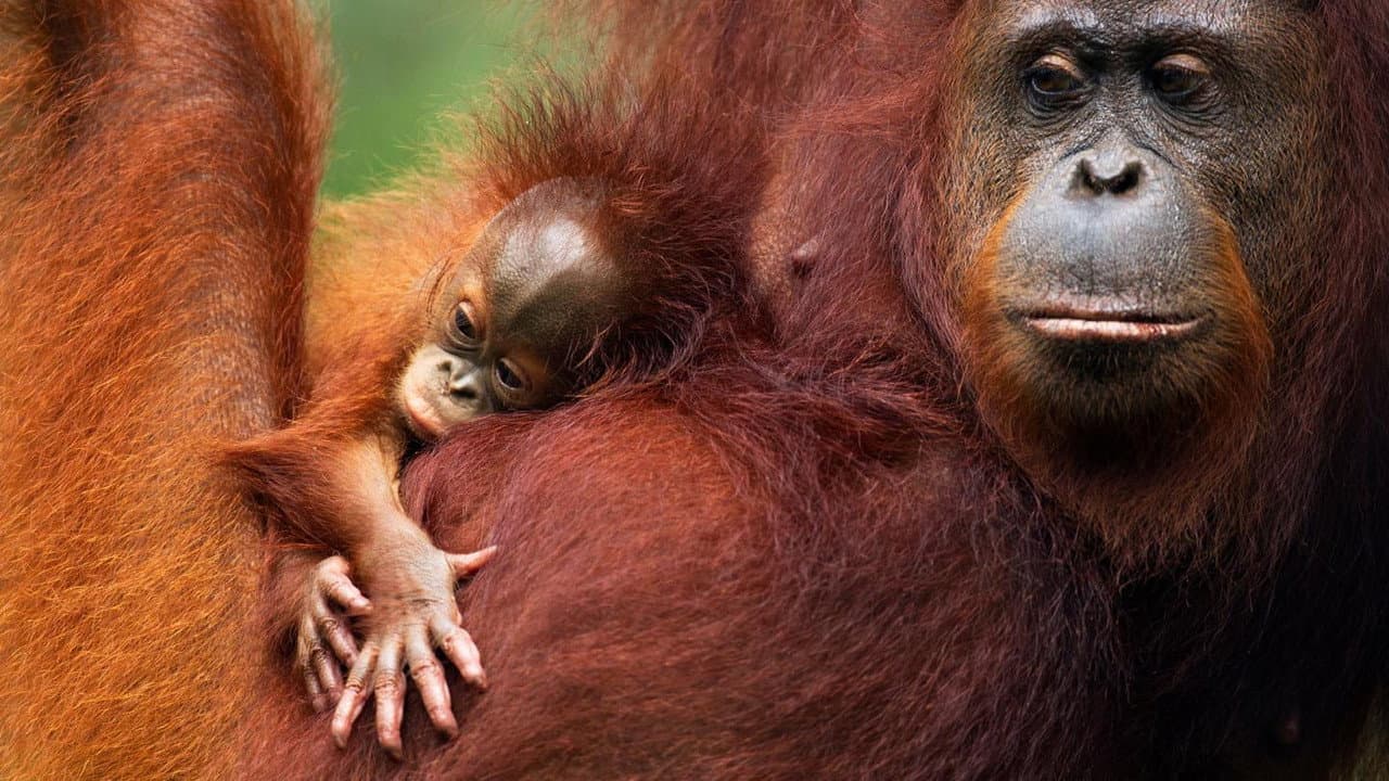 Szene aus Orang-Utans - Borneos Waldmenschen