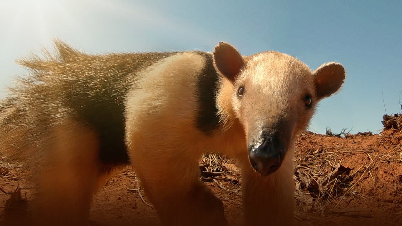 Szene aus South America's Weirdest Animals