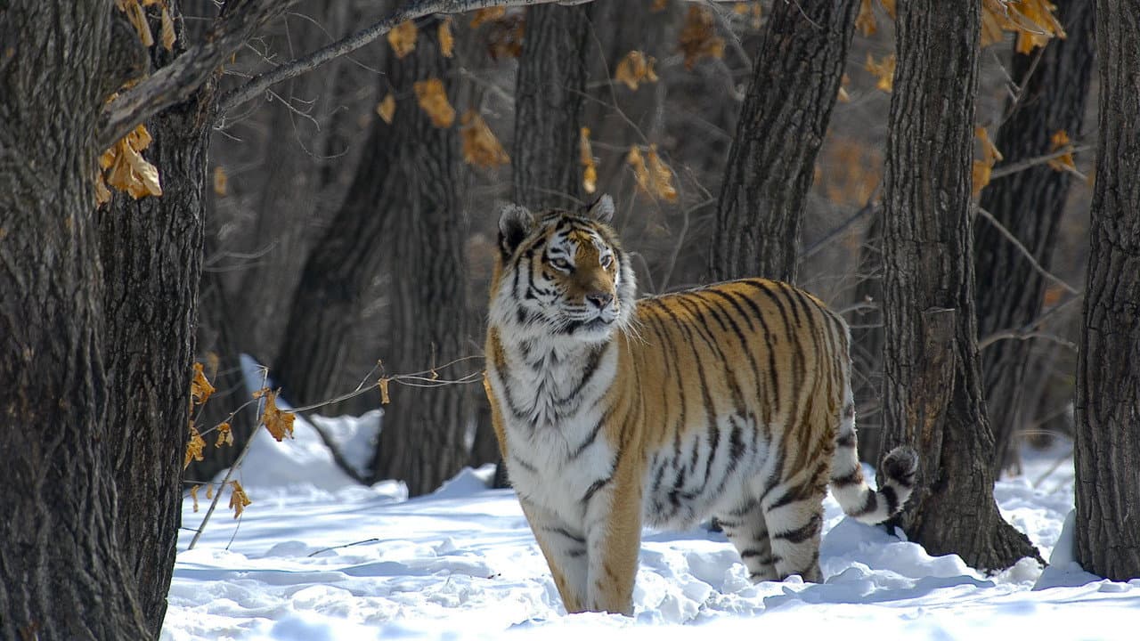 Szene aus Russland - Im Reich der Tiger, Bären und Vulkane