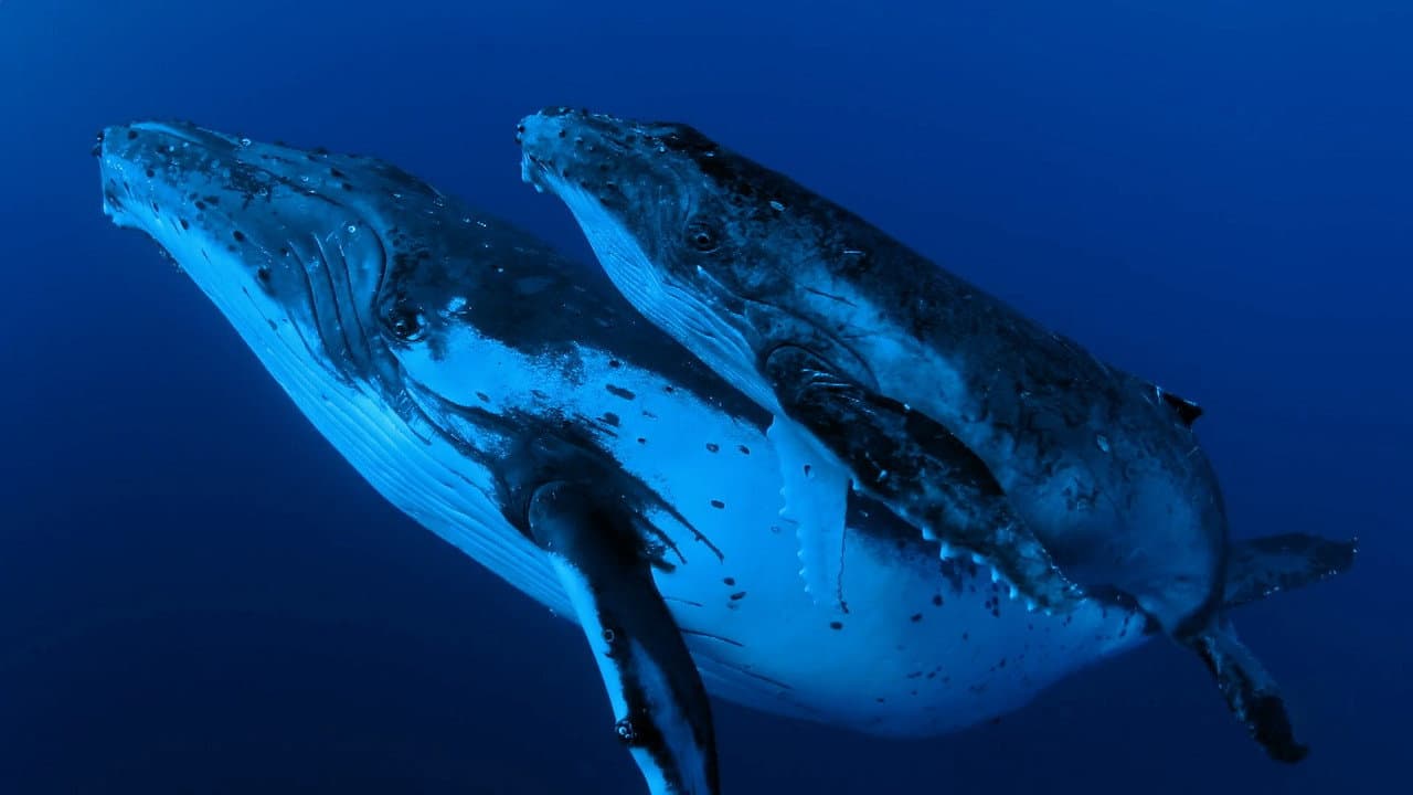 Szene aus Das Wesen der Wale