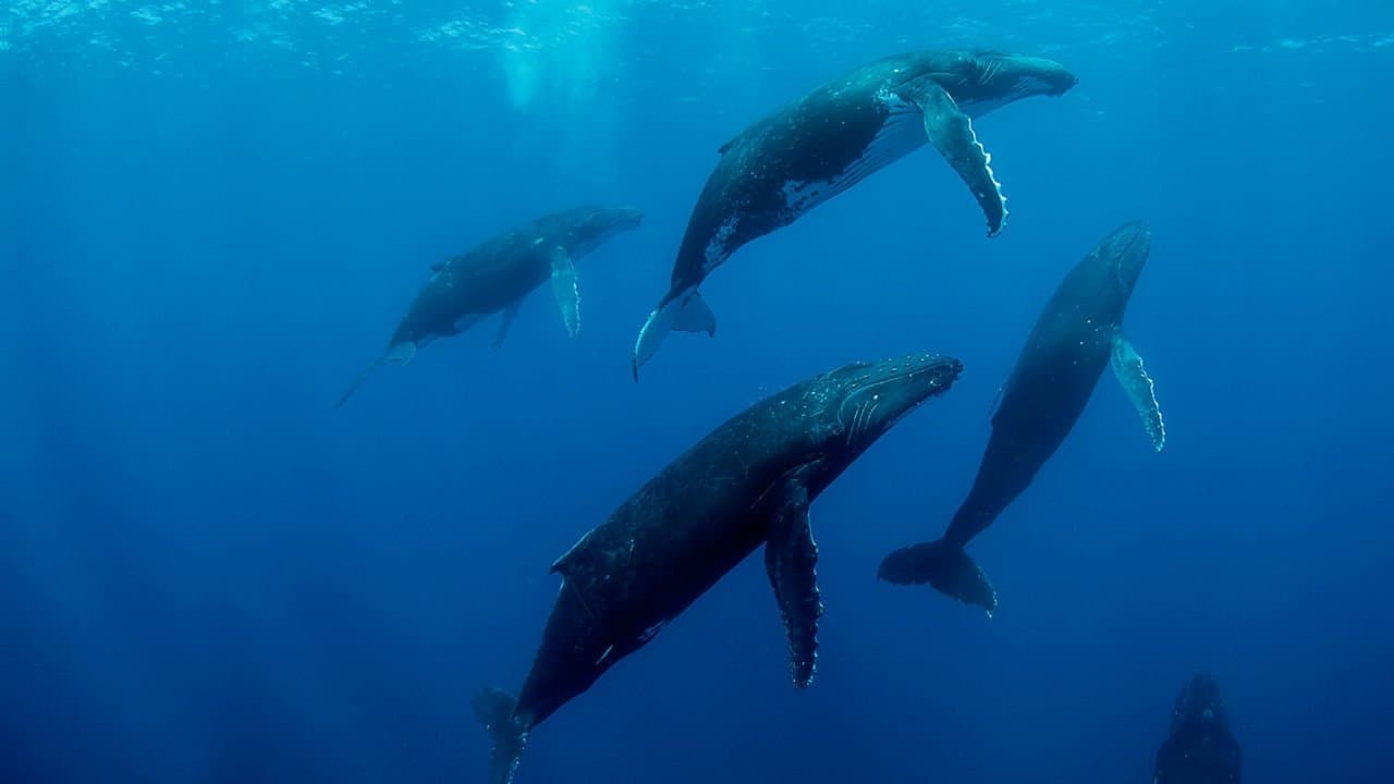 Szene aus Humpback Whales - Buckelwale im Pazifik