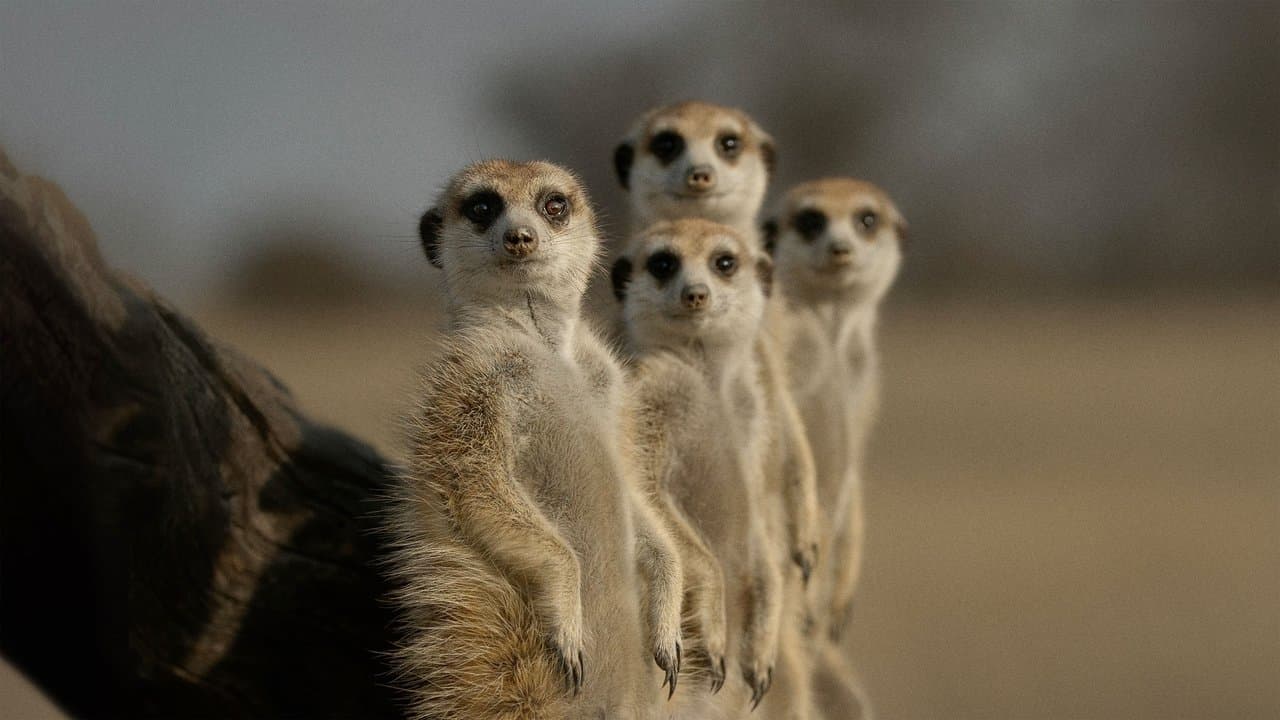 Szene aus Das geheime Leben der Tiere