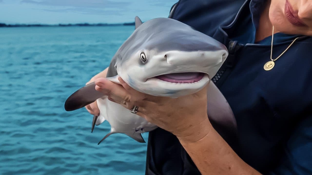 Szene aus Baby Sharks