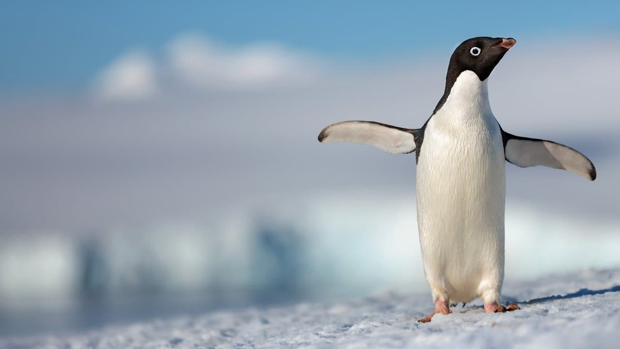 Szene aus Pinguine