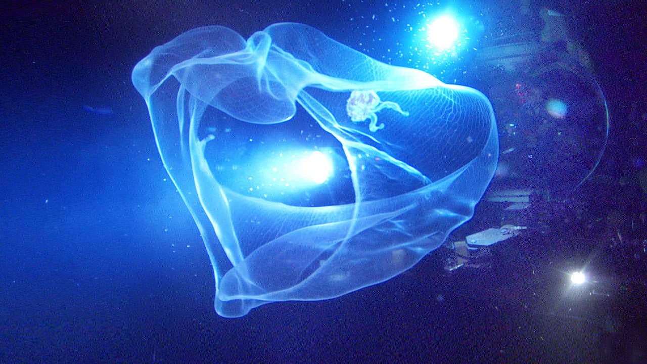 Szene aus Aliens der Meere
