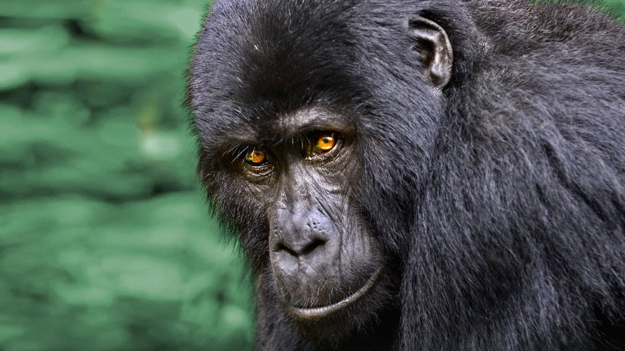 Szene aus Wildes Uganda