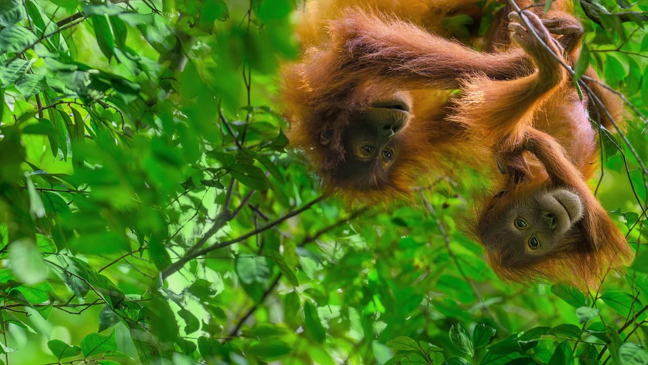 Szene aus Orang-Utans