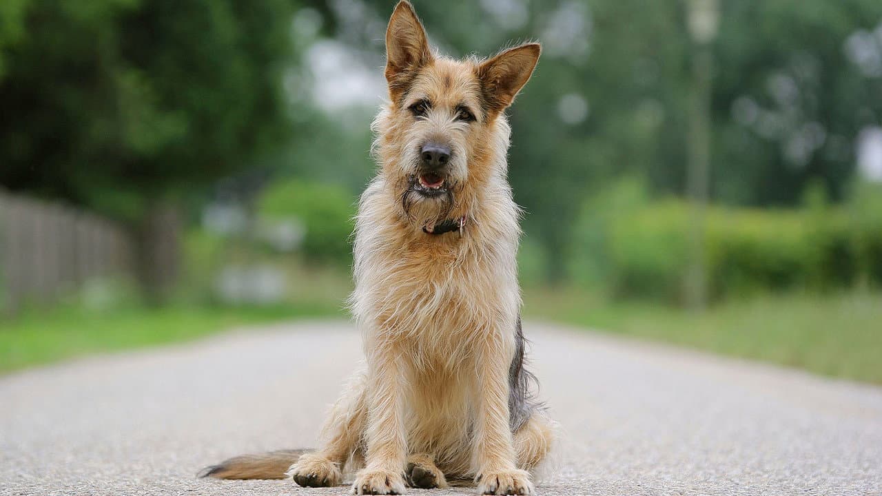 Szene aus Racko - Ein Hund für alle Fälle