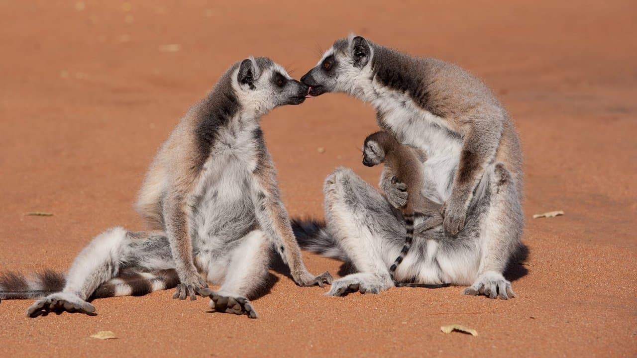 Szene aus Wildes Madagaskar - Die Insel der Lemuren