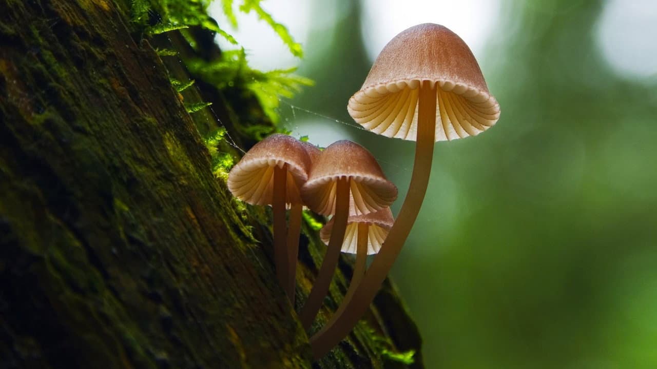 Szene aus Fantastische Pilze