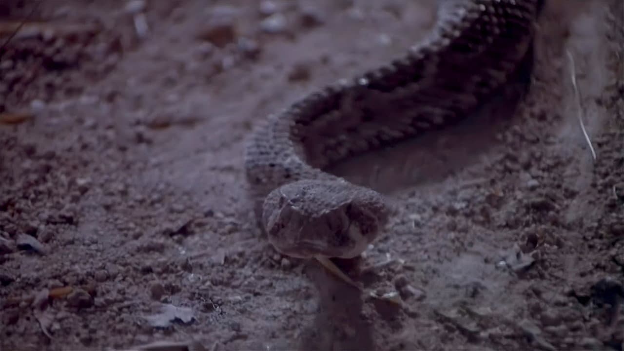 Szene aus Killerschlangen