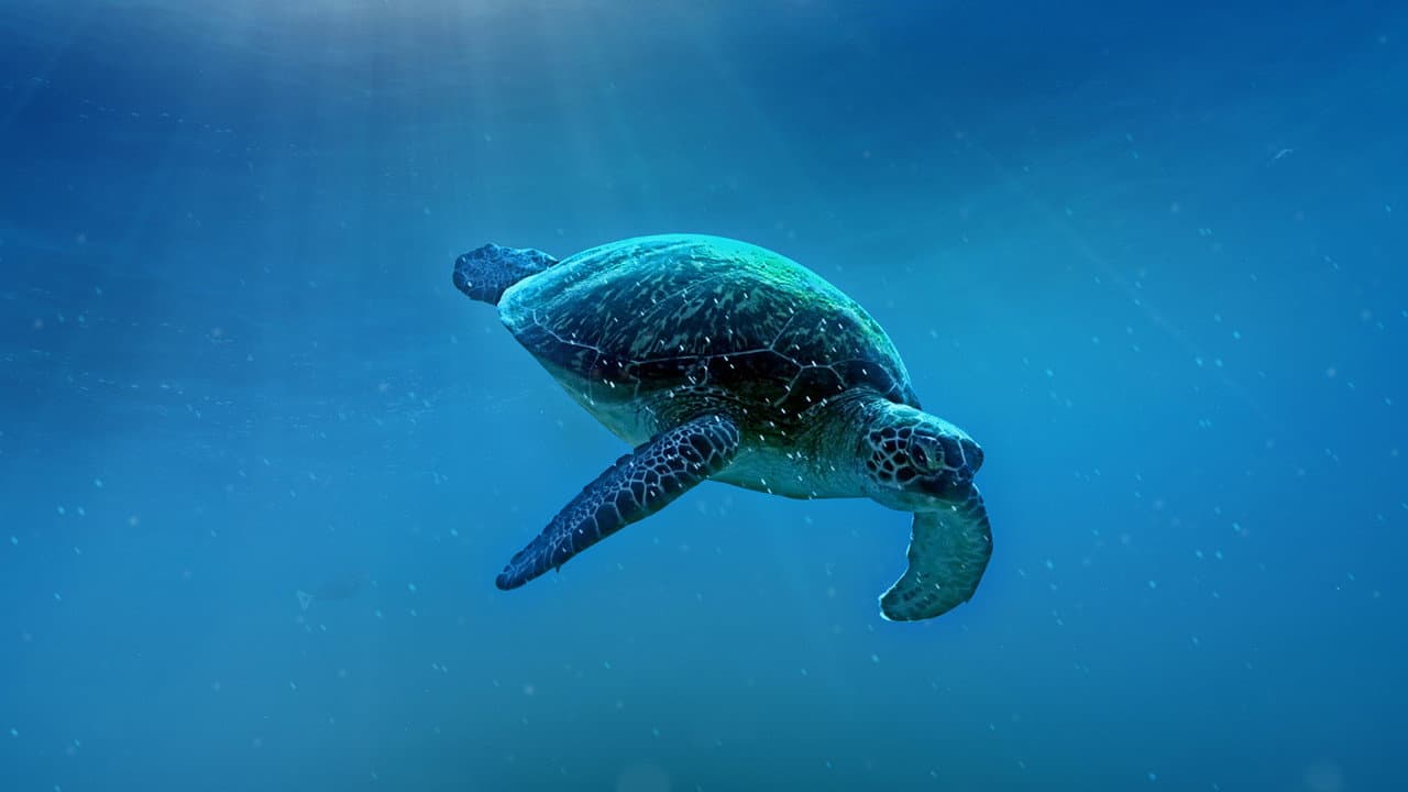 Szene aus Big Pacific