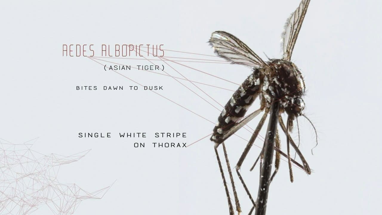 Szene aus Mosquito