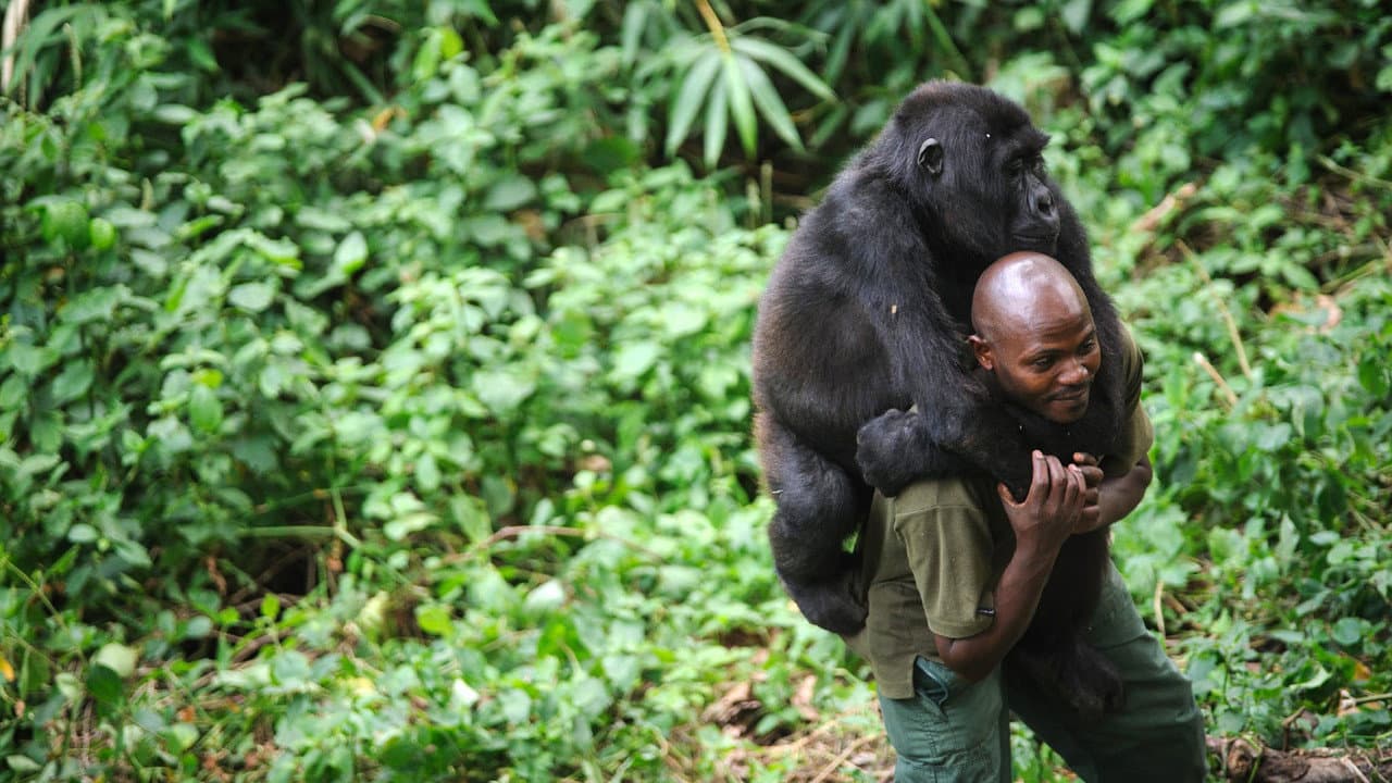 Szene aus Virunga
