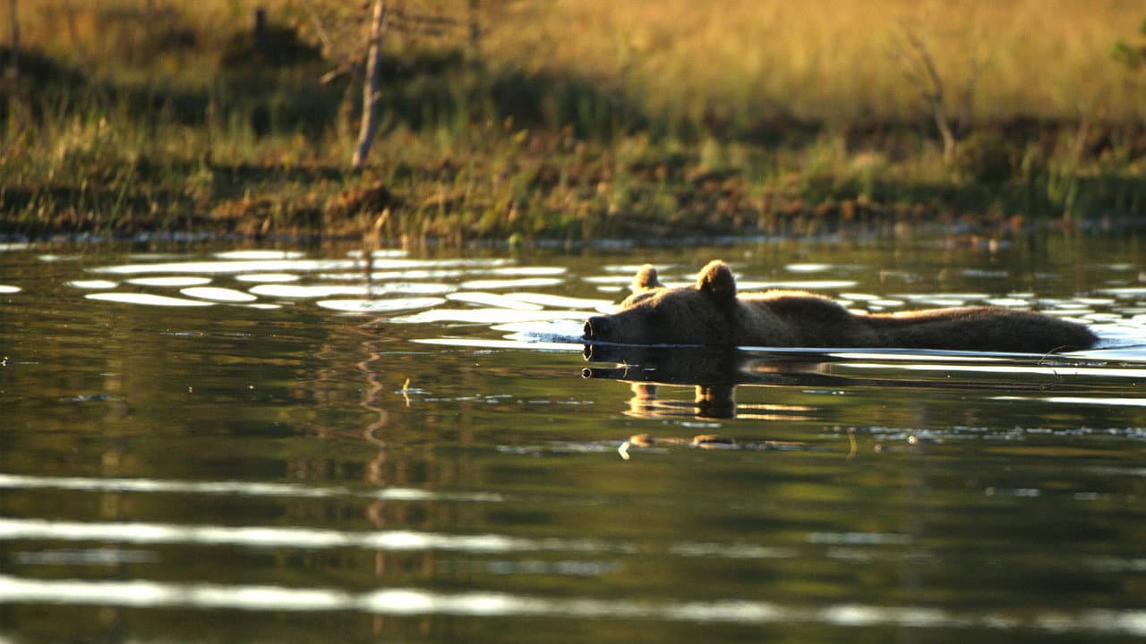 Szene aus Wildes Skandinavien