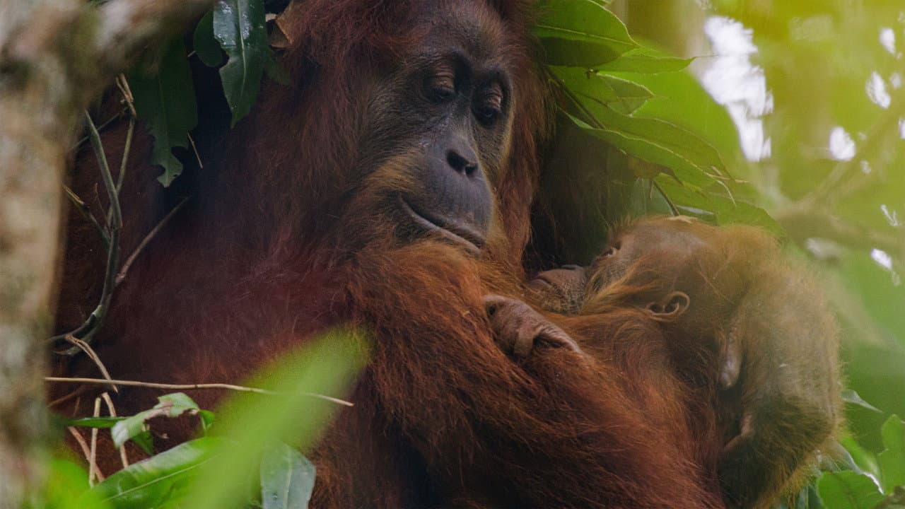 Szene aus Orangutan