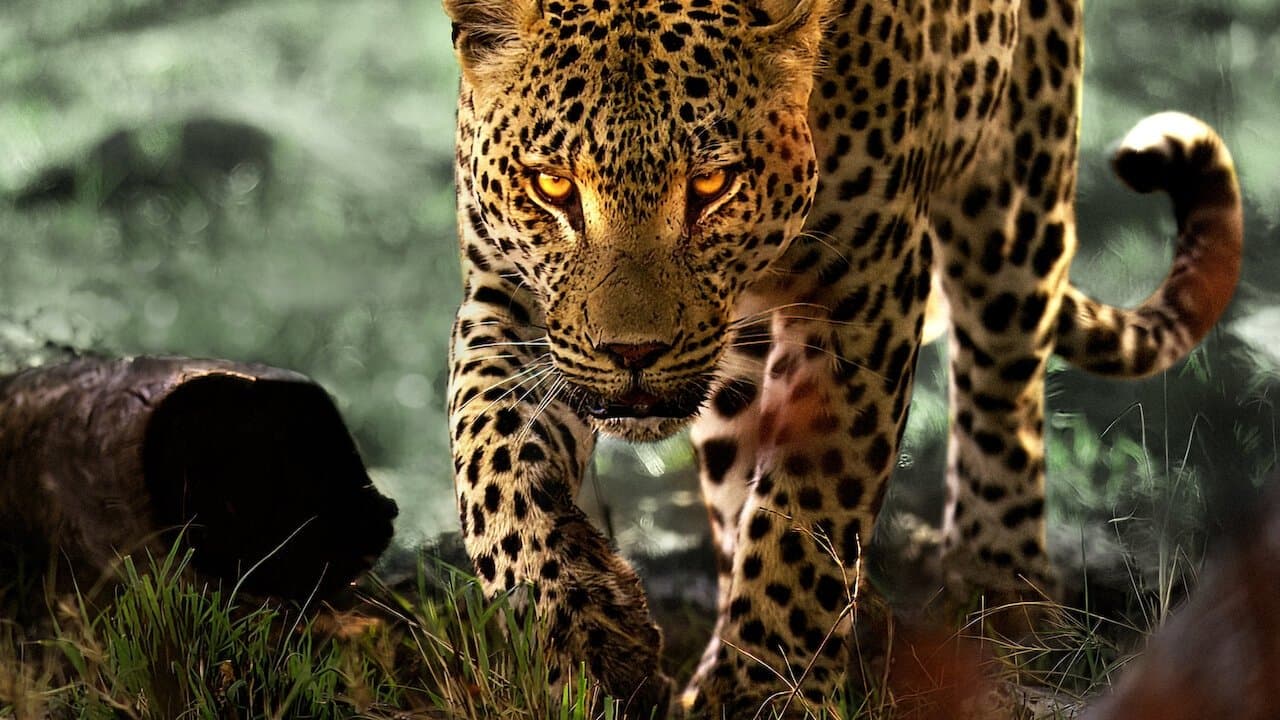 Szene aus Leben mit Leoparden