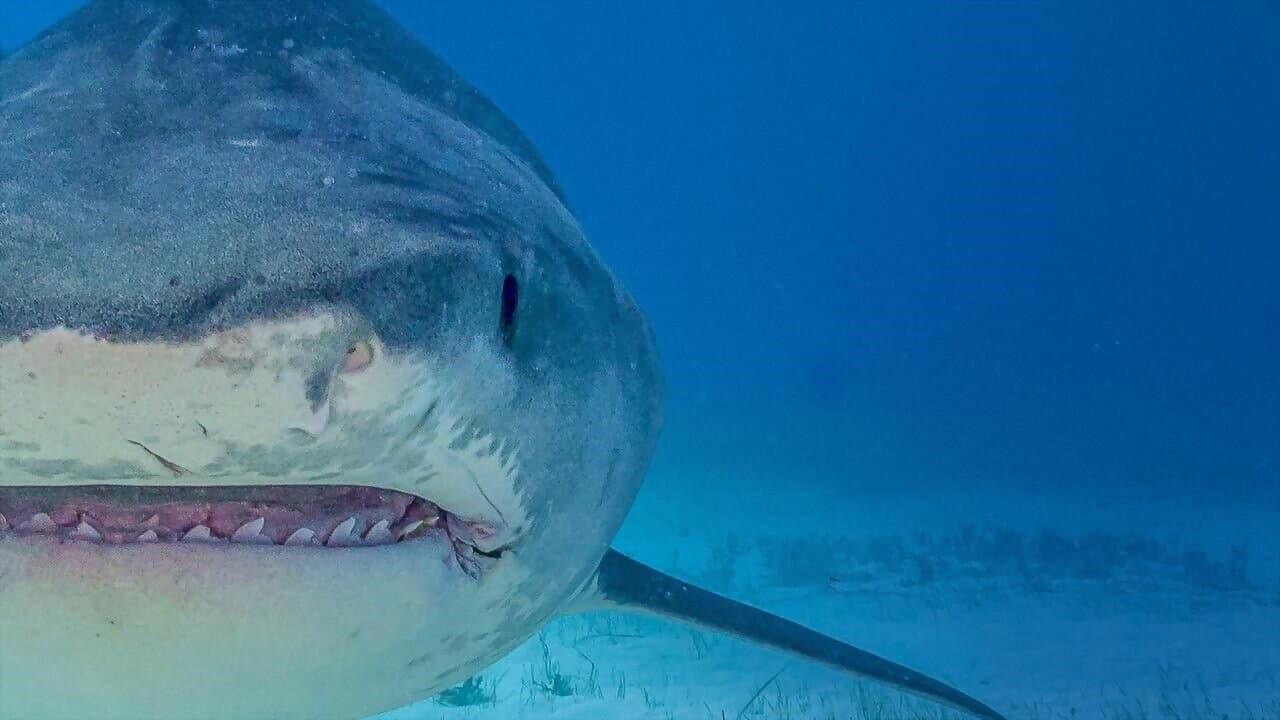 Szene aus Die größten Tigerhaie der Welt