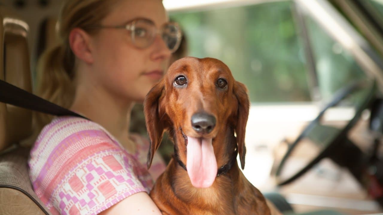 Szene aus Wiener Dog