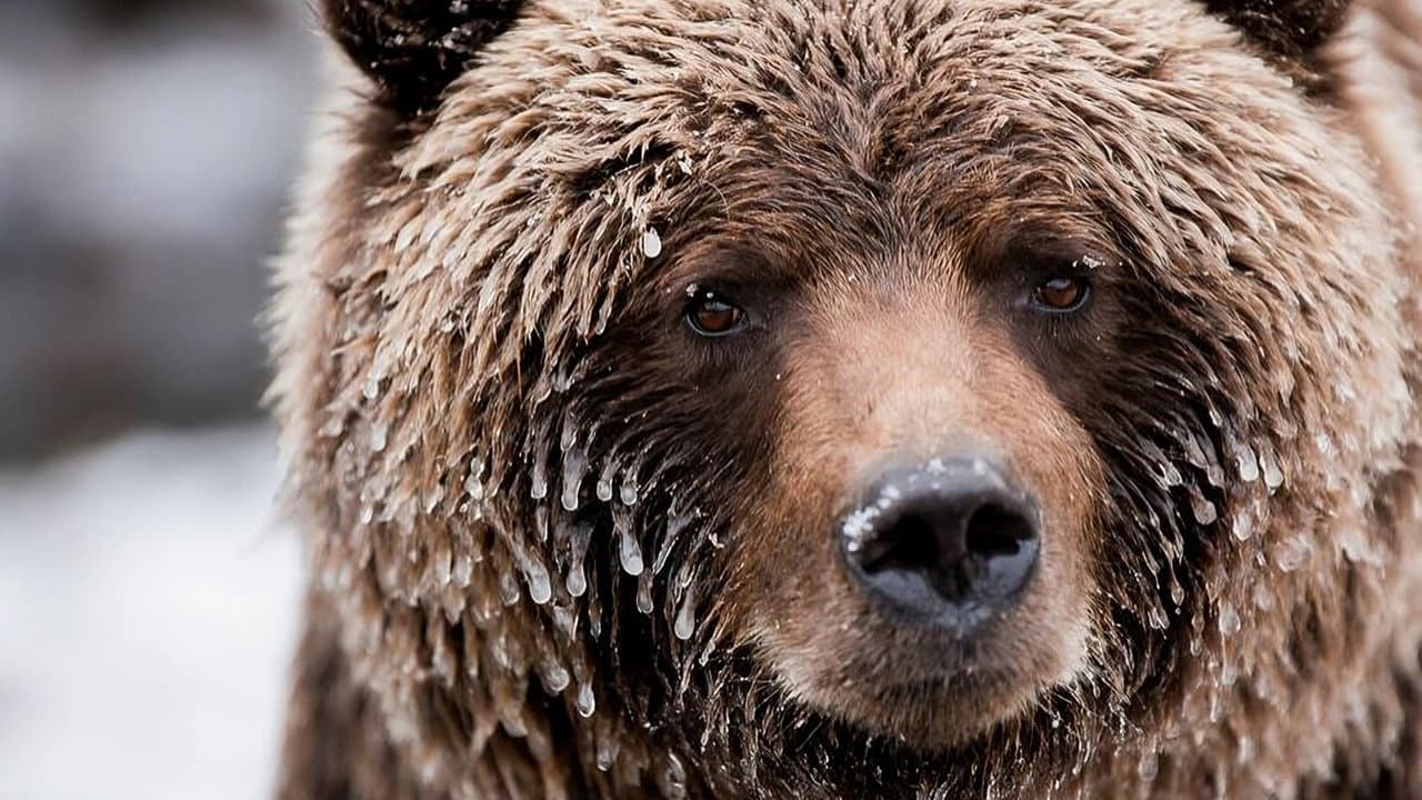 Szene aus Wild Canada