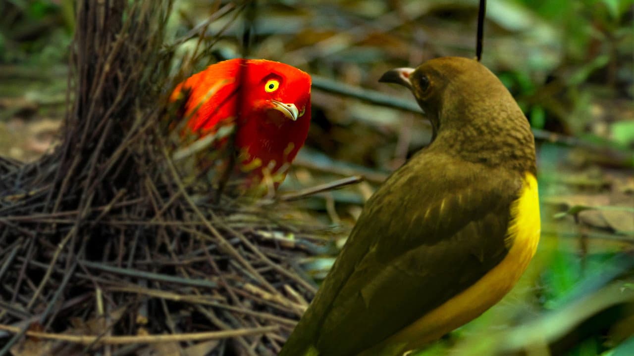 Szene aus Vogeltanz
