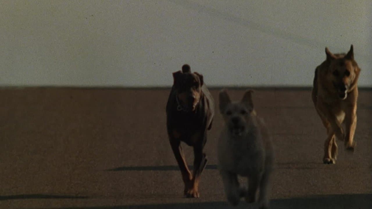 Szene aus Killerhunde