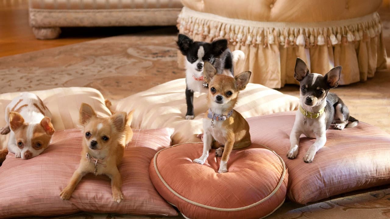 Szene aus Beverly Hills Chihuahua 2