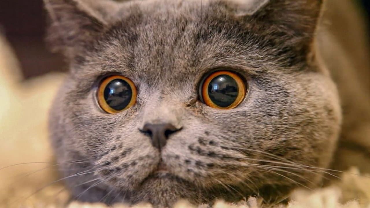 Szene aus Mörderische Mieze - Die Katze