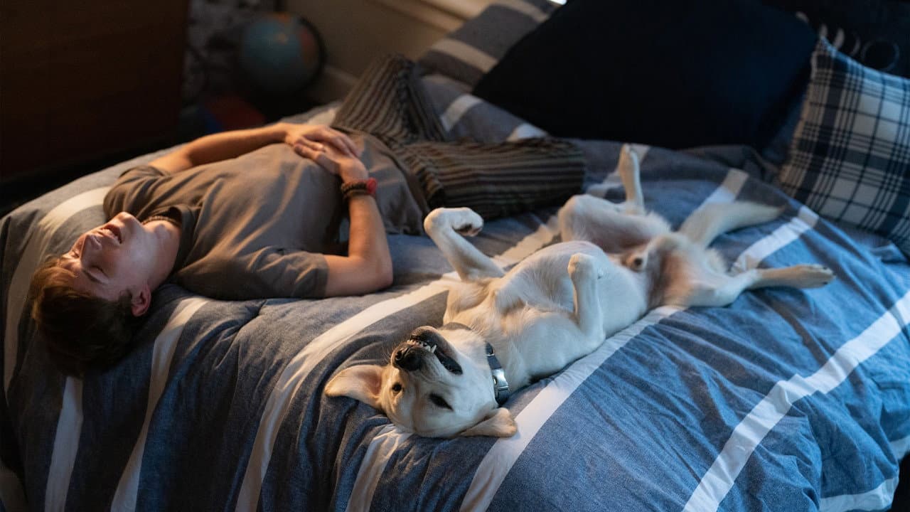 Szene aus Dog Gone