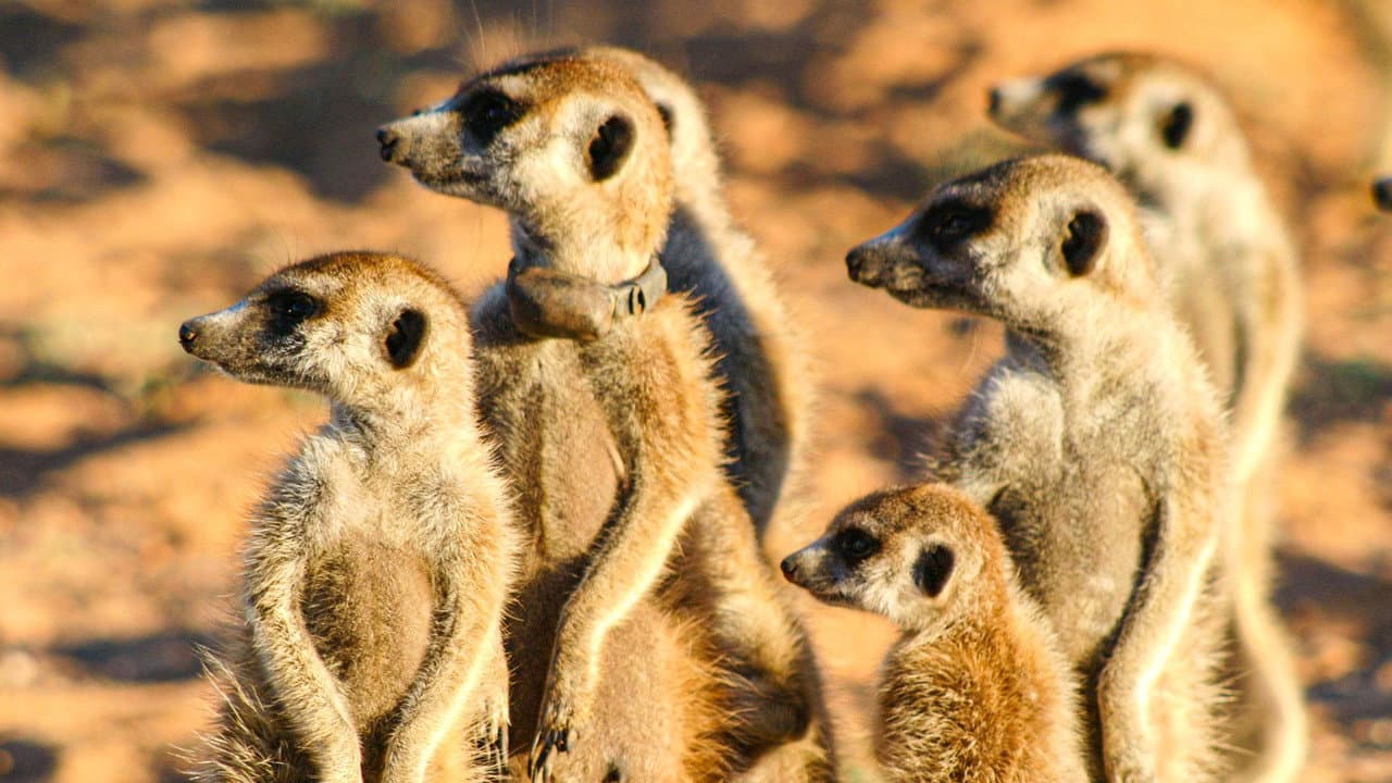Szene aus Die Königin der Erdmännchen