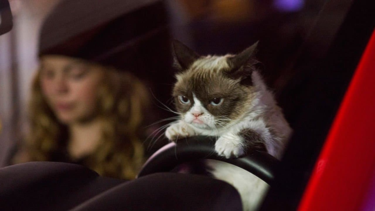 Szene aus Grumpy Cat's miesestes Weihnachtsfest ever