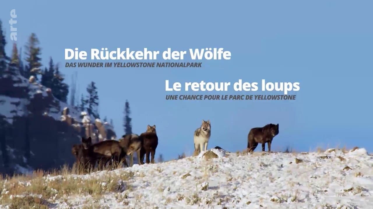 Szene aus Die Rückkehr der Wölfe: Das Wunder im Yellowstone-Nationalpark