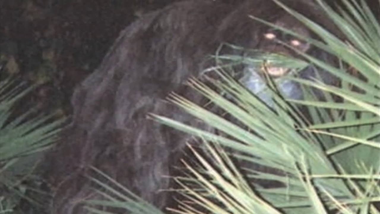 Szene aus Southern Fried Bigfoot